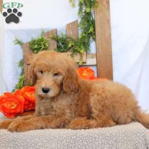 Toby, Goldendoodle Puppy