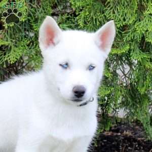 Toby, Siberian Husky Puppy