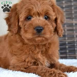 Toby, Cavapoo Puppy
