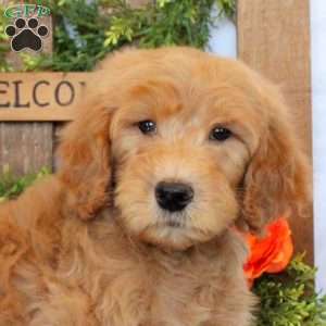 Toby, Goldendoodle Puppy