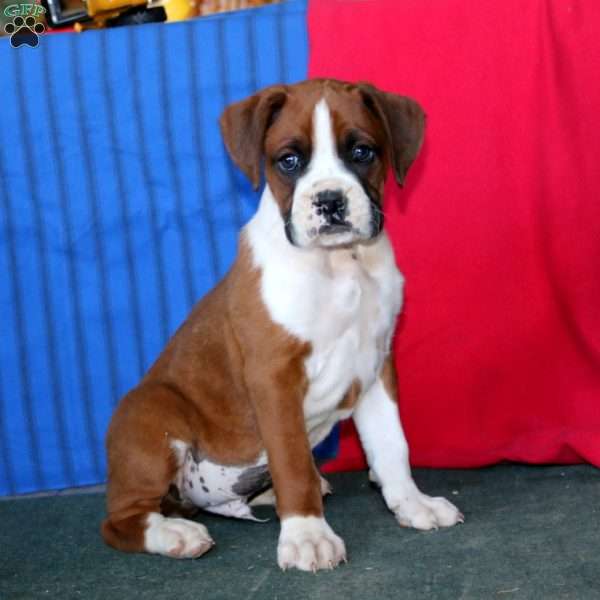 Toby, Boxer Puppy