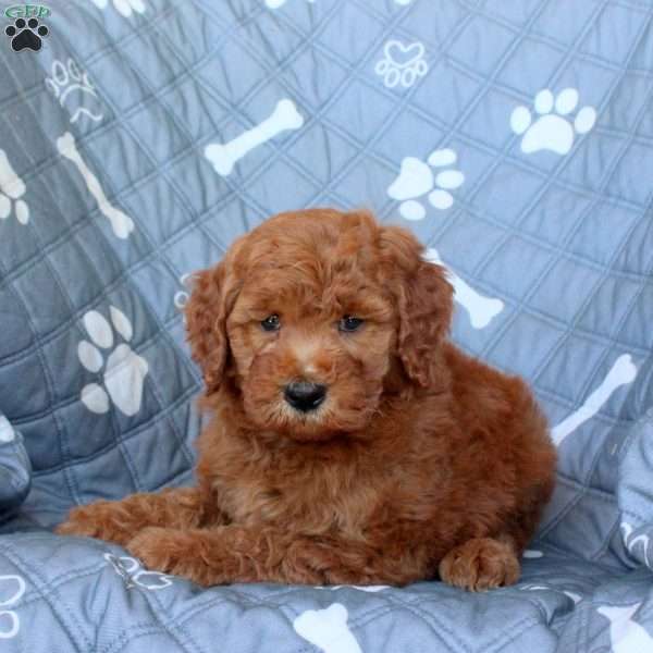 Toffee, Mini Goldendoodle Puppy