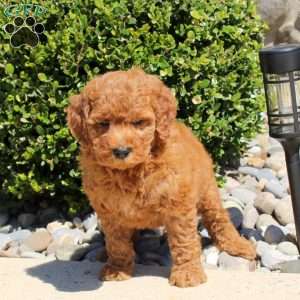 Toffee, Mini Goldendoodle Puppy