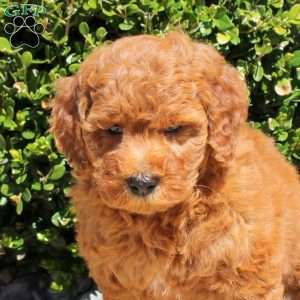 Toffee, Mini Goldendoodle Puppy