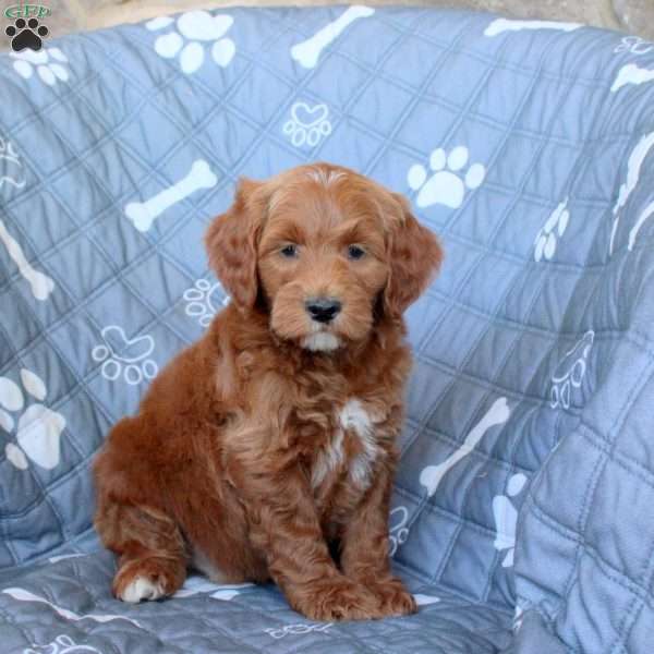 Tony, Mini Goldendoodle Puppy
