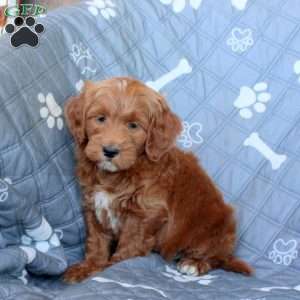 Tony, Mini Goldendoodle Puppy