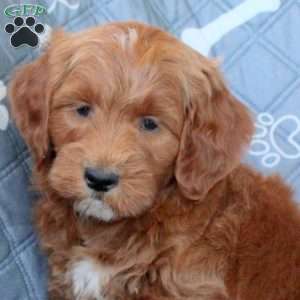 Tony, Mini Goldendoodle Puppy