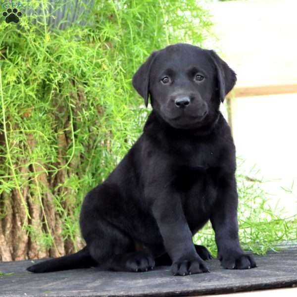 Tonya, Black Labrador Retriever Puppy