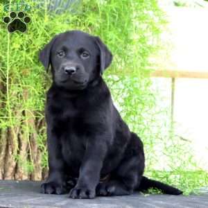 Tonya, Black Labrador Retriever Puppy