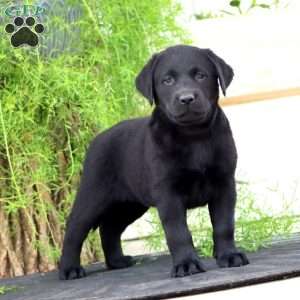 Tonya, Black Labrador Retriever Puppy