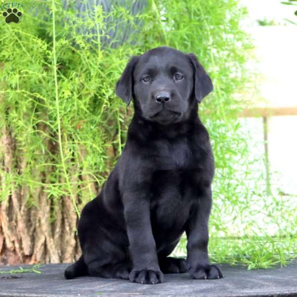 Tootsie, Black Labrador Retriever Puppy
