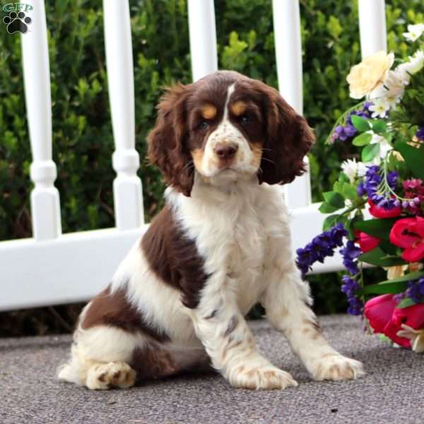 Tootsie, Cocker Spaniel Puppy