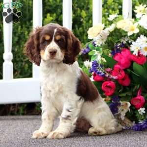 Tootsie, Cocker Spaniel Puppy
