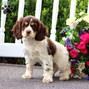 Tootsie, Cocker Spaniel Puppy
