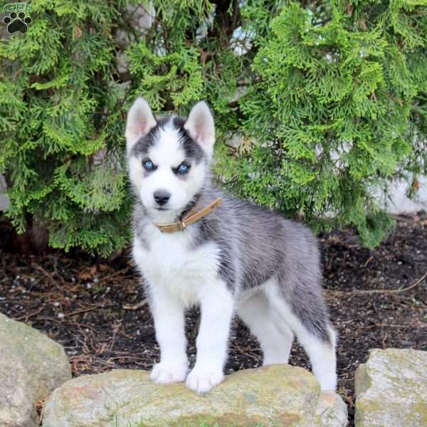 Tracker, Siberian Husky Puppy