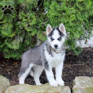 Tracker, Siberian Husky Puppy