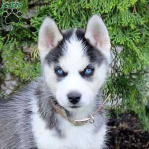 Tracker, Siberian Husky Puppy