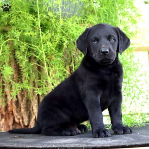 Trent, Black Labrador Retriever Puppy