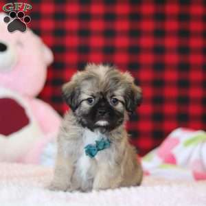 Trevor, Lhasa Apso Puppy