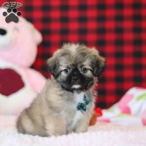 Trevor, Lhasa Apso Puppy