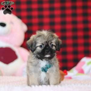 Trevor, Lhasa Apso Puppy