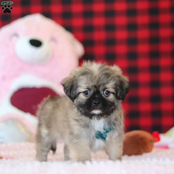 Trevor, Lhasa Apso Puppy