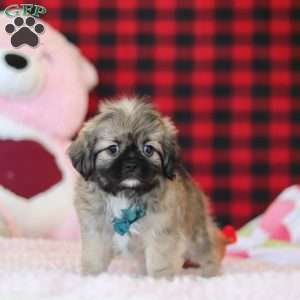 Trevor, Lhasa Apso Puppy