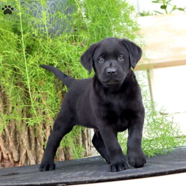 Trevor, Black Labrador Retriever Puppy