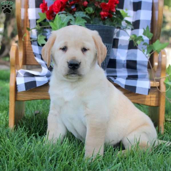 Tristan, Golden Labrador Puppy