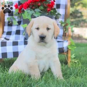 Tristan, Golden Labrador Puppy