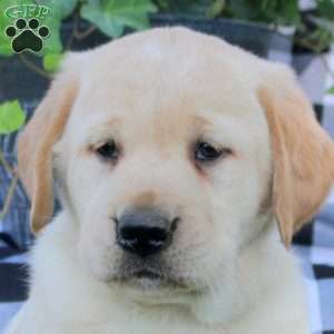 Tristan, Golden Labrador Puppy