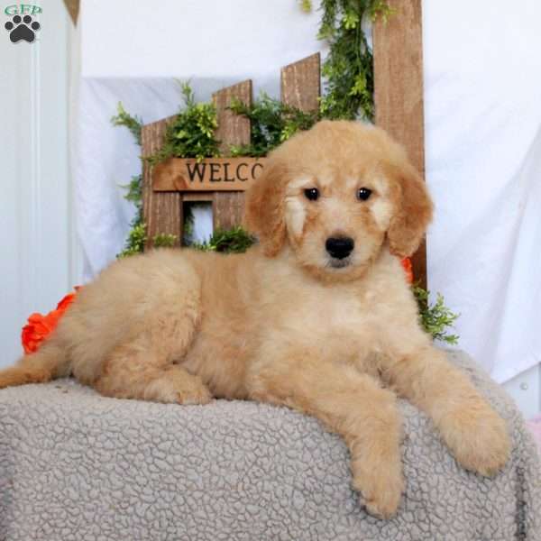 Triton, Goldendoodle Puppy