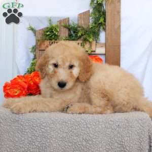 Triton, Goldendoodle Puppy