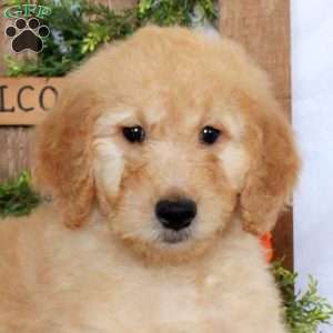 Triton, Goldendoodle Puppy