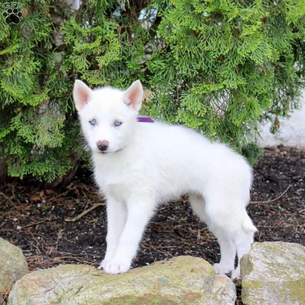 Trixie, Siberian Husky Puppy