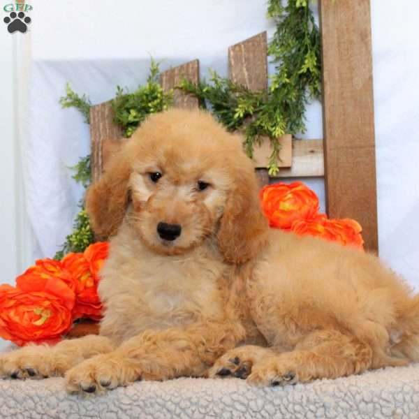Trixie, Goldendoodle Puppy