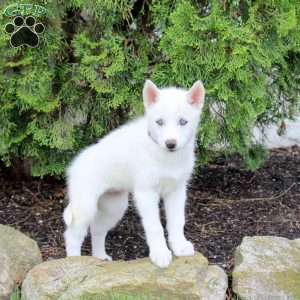 Trixie, Siberian Husky Puppy