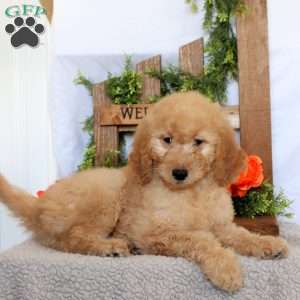 Trixie, Goldendoodle Puppy