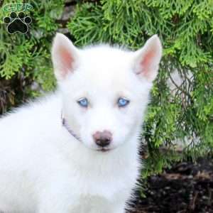 Trixie, Siberian Husky Puppy
