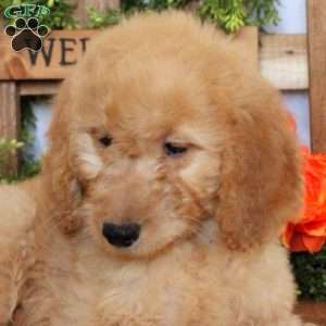 Trixie, Goldendoodle Puppy