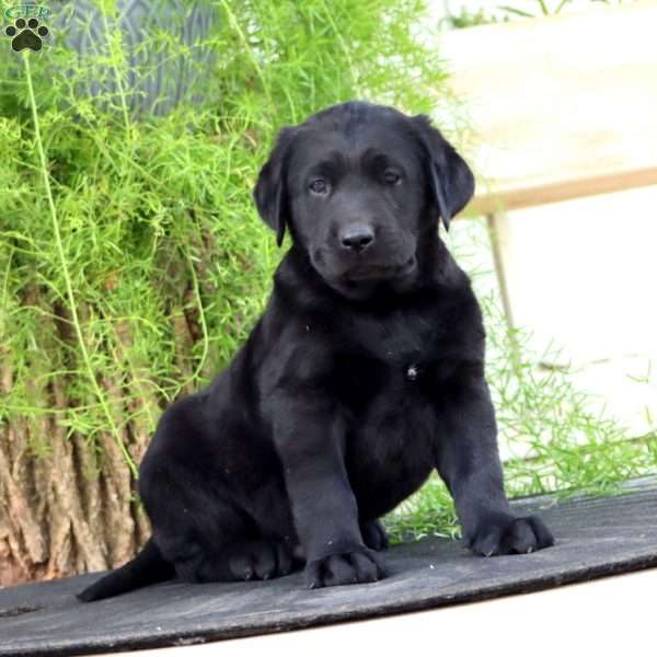 Trooper, Black Labrador Retriever Puppy