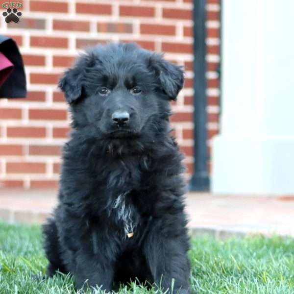 Trooper-Longhaired, German Shepherd Puppy