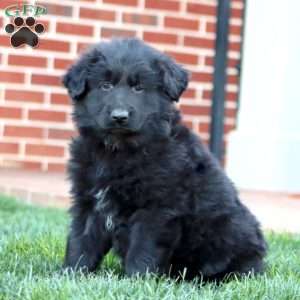 Trooper-Longhaired, German Shepherd Puppy
