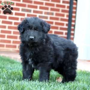 Trooper-Longhaired, German Shepherd Puppy
