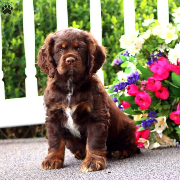 Troy, Cocker Spaniel Puppy