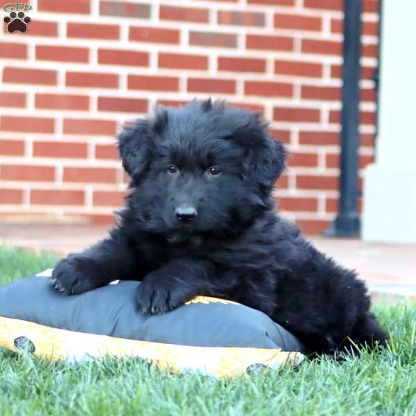 Troy-Longhaired, German Shepherd Puppy