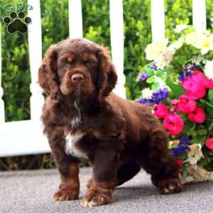Troy, Cocker Spaniel Puppy