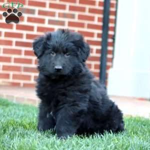 Troy-Longhaired, German Shepherd Puppy