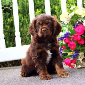 Troy, Cocker Spaniel Puppy