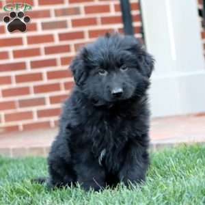 Troy-Longhaired, German Shepherd Puppy